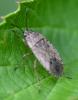 Emblethis sp.